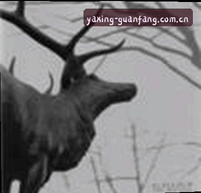 赵敏